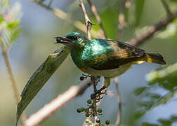 Grey-chinned Sunbird