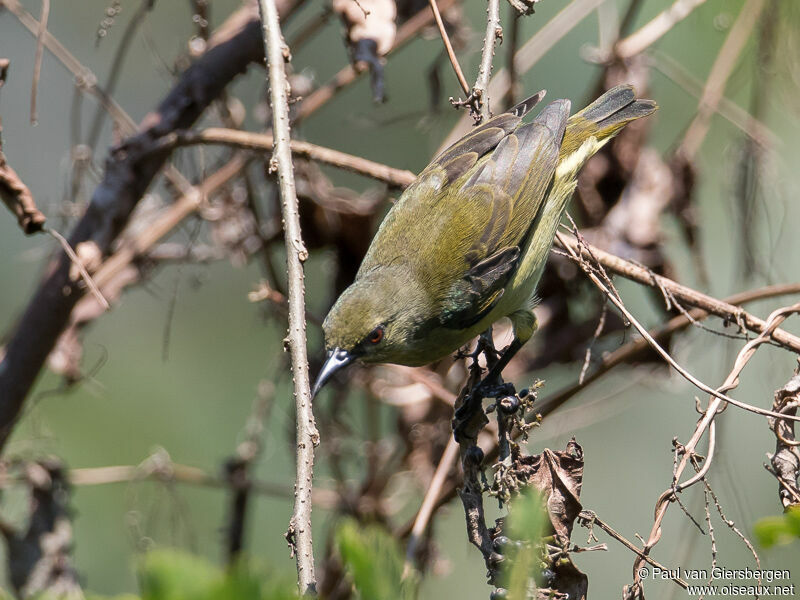 Souimanga à menton gris femelle adulte, identification