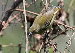 Grey-chinned Sunbird