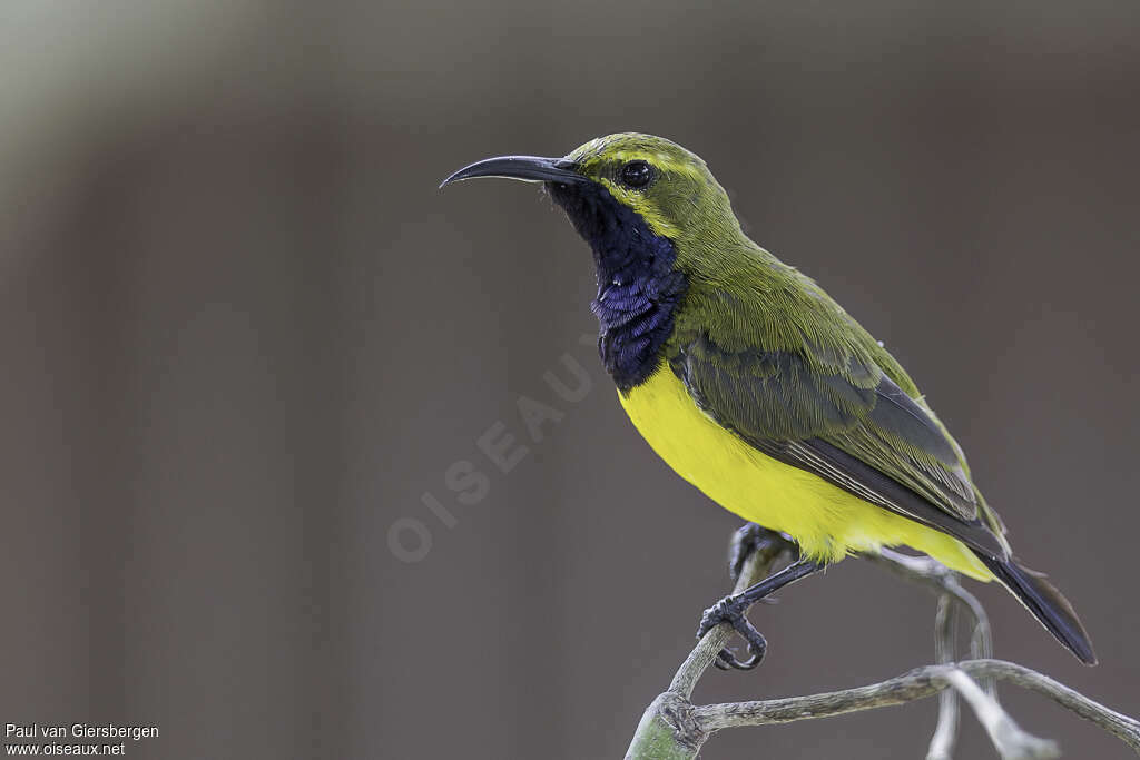 Sahul Sunbird male adult