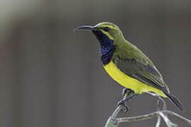 Sahul Sunbird