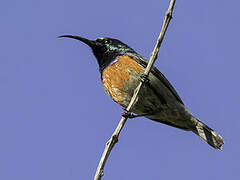 Greater Double-collared Sunbird