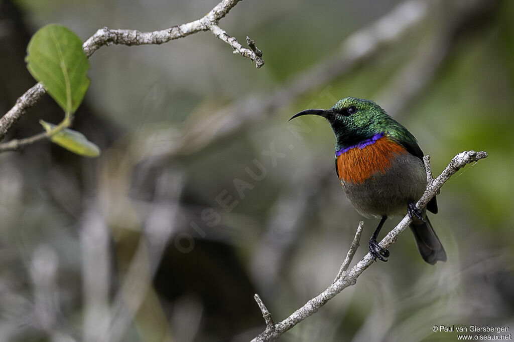 Greater Double-collared Sunbird male adult