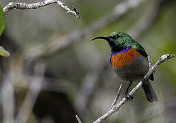 Greater Double-collared Sunbird