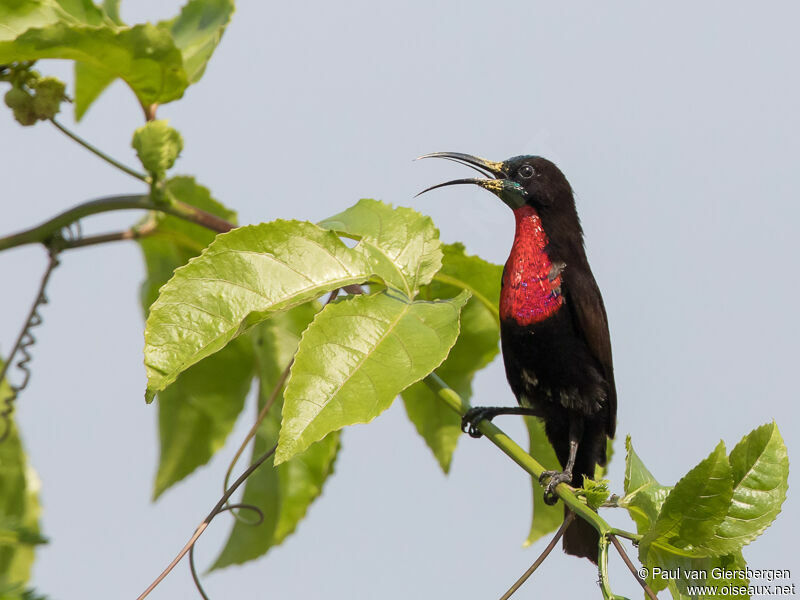 Scarlet-chested Sunbird