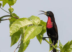 Scarlet-chested Sunbird