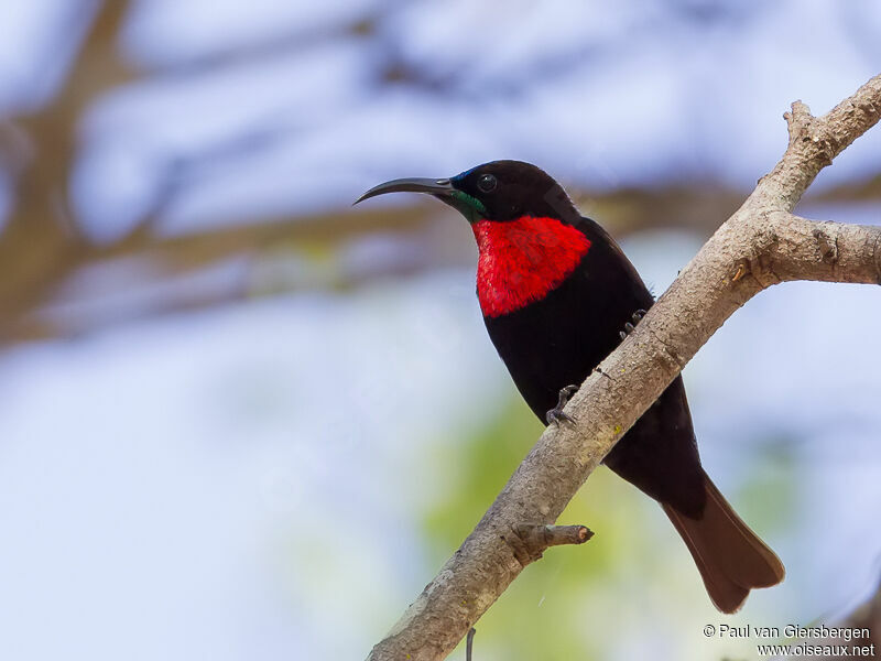 Scarlet-chested Sunbird