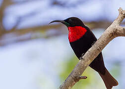 Scarlet-chested Sunbird