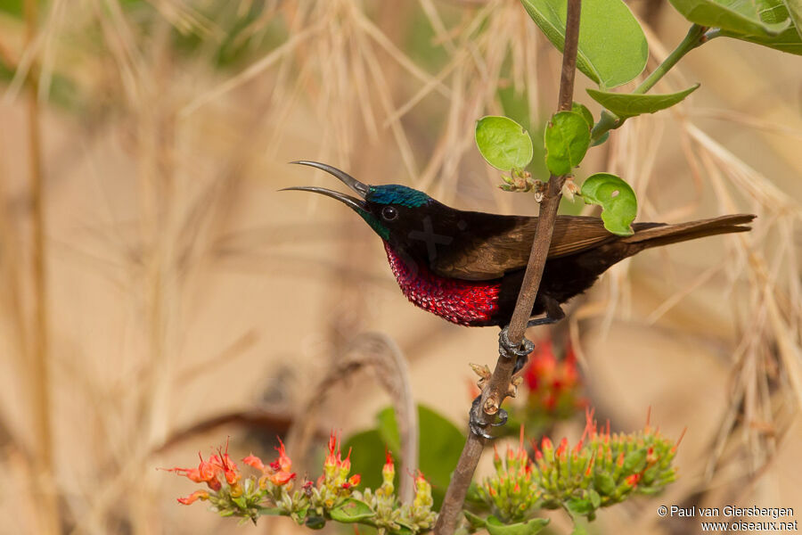 Scarlet-chested Sunbird male adult