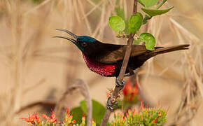 Scarlet-chested Sunbird