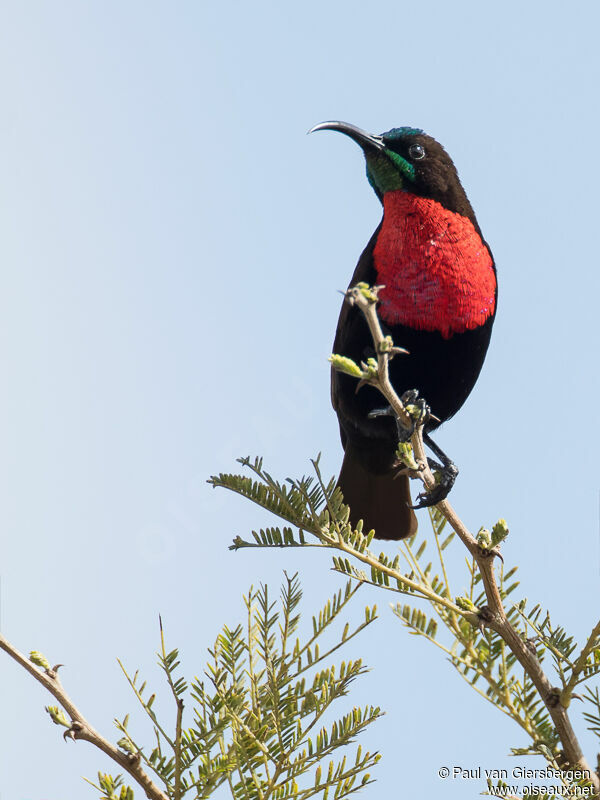 Scarlet-chested Sunbird male adult