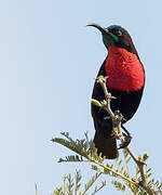 Scarlet-chested Sunbird