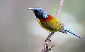 Green-tailed Sunbird