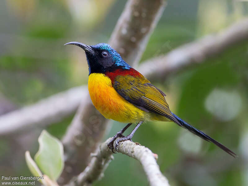 Green-tailed Sunbird male adult, identification