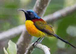 Green-tailed Sunbird