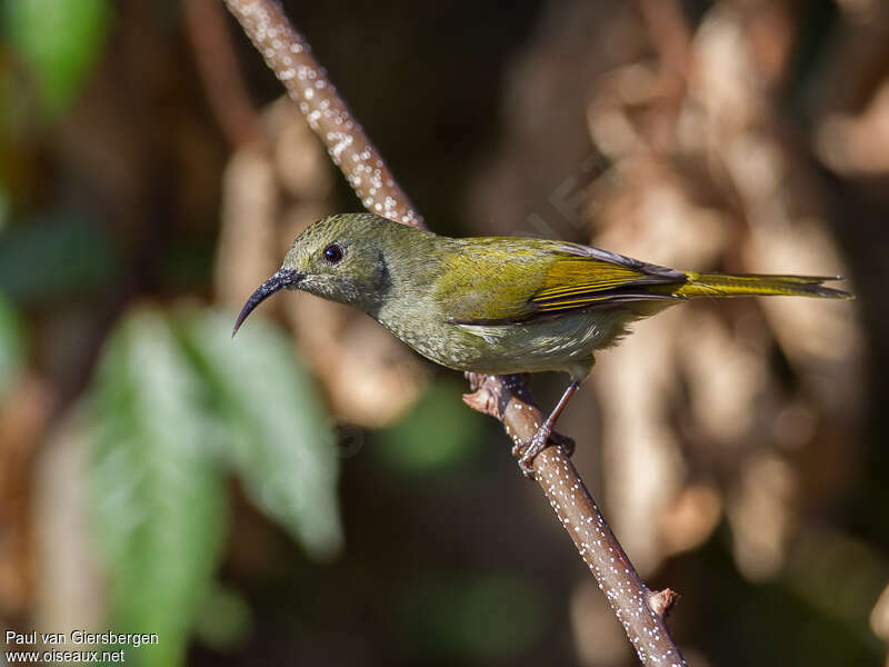 Green-tailed Sunbird female adult, identification