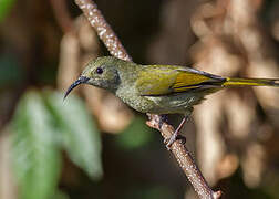 Green-tailed Sunbird