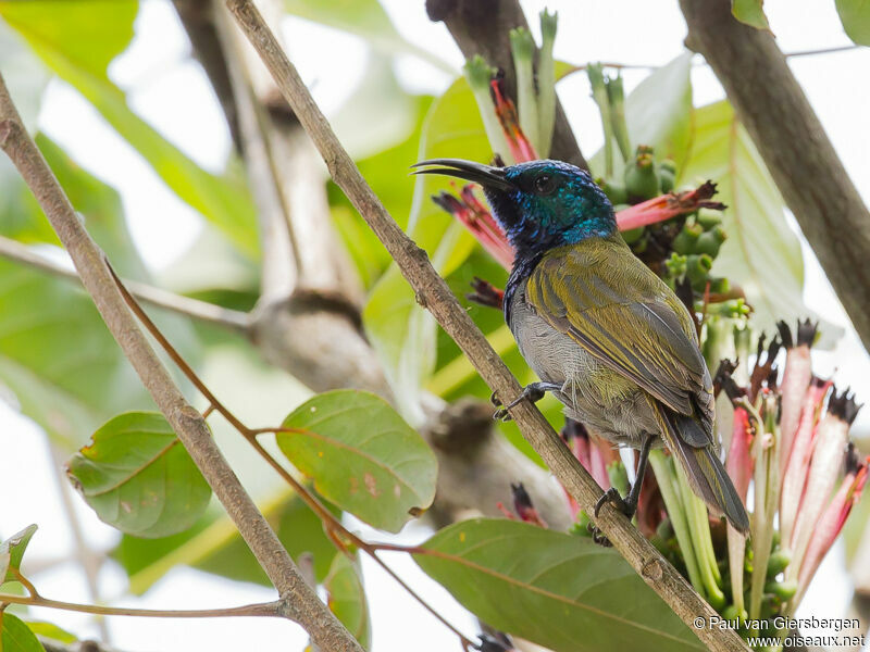 Green-headed Sunbird