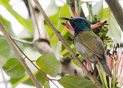 Green-headed Sunbird