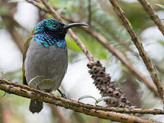 Green-headed Sunbird