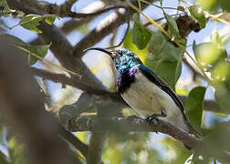 White-bellied Sunbird