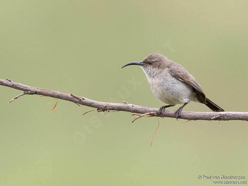 White-bellied Sunbird female adult