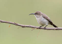 White-bellied Sunbird