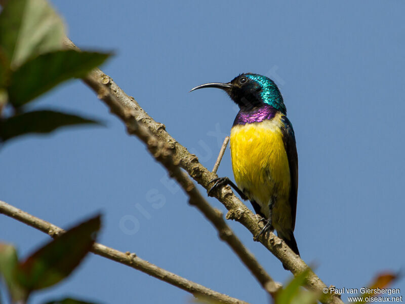 Variable Sunbird