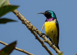 Variable Sunbird