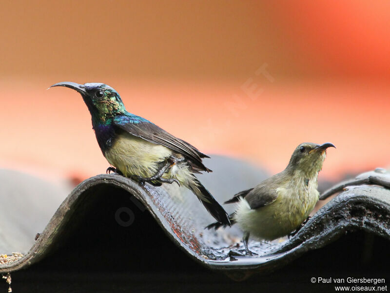 Variable Sunbird