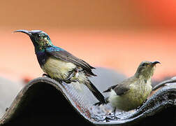 Variable Sunbird