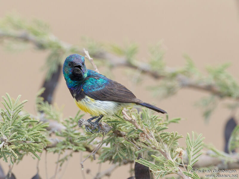 Variable Sunbird