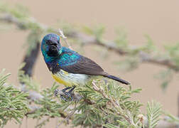 Variable Sunbird