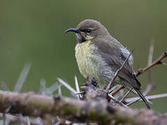 Variable Sunbird