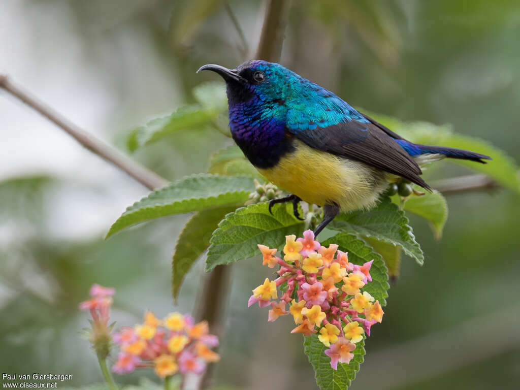 Variable Sunbird male adult breeding, pigmentation