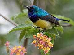 Variable Sunbird