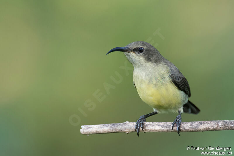 Variable Sunbird female adult