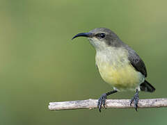 Variable Sunbird