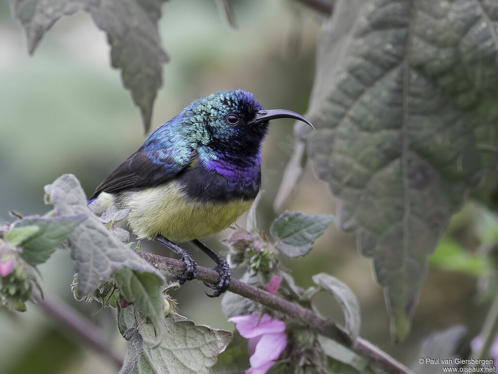 Variable Sunbird male adult