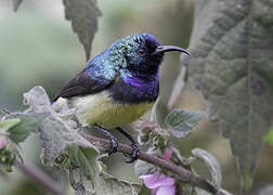 Variable Sunbird