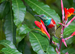 Olive-bellied Sunbird