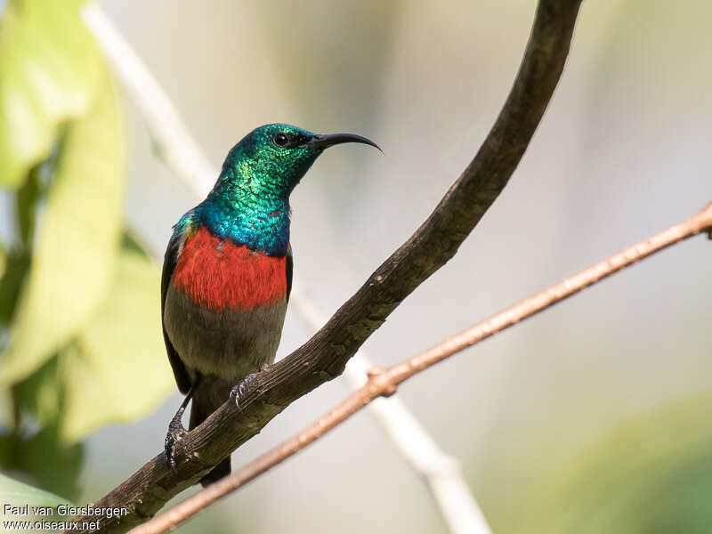 Olive-bellied Sunbird male adult, close-up portrait