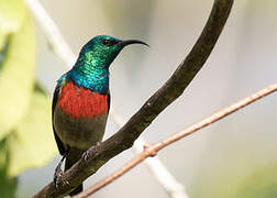 Olive-bellied Sunbird