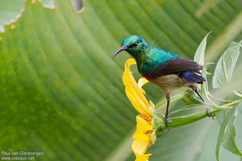 Olive-bellied Sunbird male adult, pigmentation, feeding habits, eats