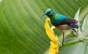 Olive-bellied Sunbird