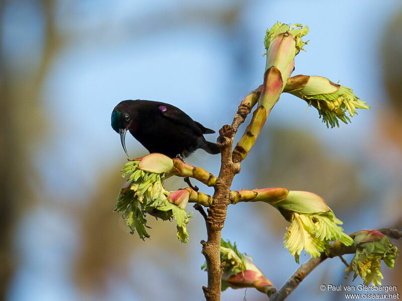 Amethyst Sunbird