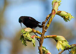 Amethyst Sunbird