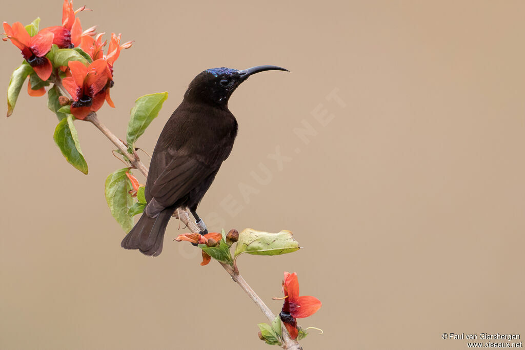 Amethyst Sunbird male adult