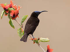 Amethyst Sunbird