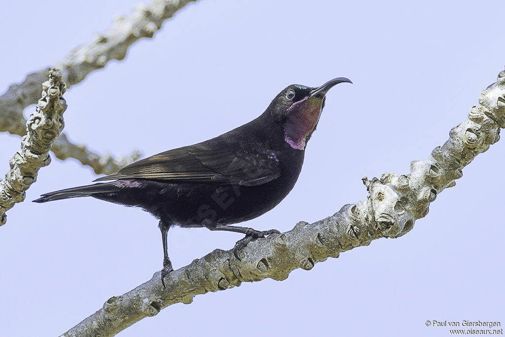 Amethyst Sunbird male adult